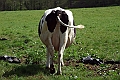 ANIMAUX